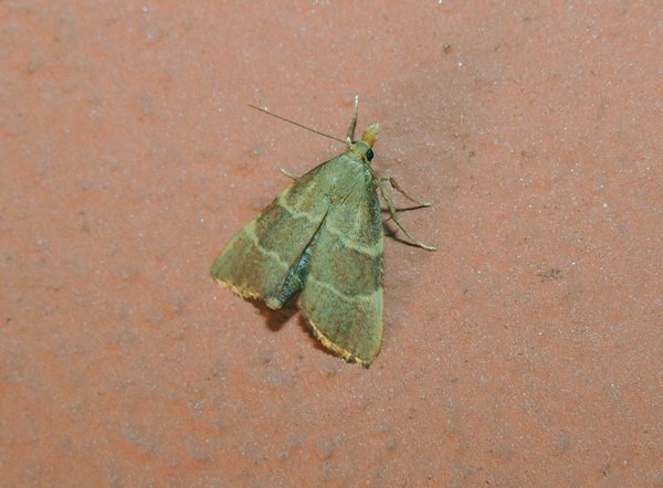 Hypsopygia rubidalis Pyralidae